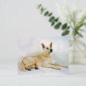 Carte Postale Berger allemand blanc (Debout devant)