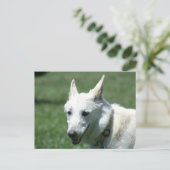 Carte Postale Berger allemand blanc (Debout devant)