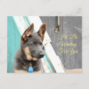 Carte Postale Berger Allemand Bleu Attendant Votre Retour
