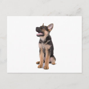 Carte Postale berger allemand chiot