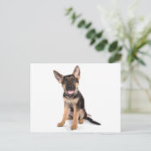 Carte Postale berger allemand chiot (Debout devant)