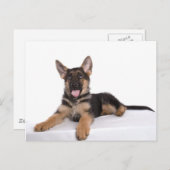 Carte Postale berger allemand chiot (Devant / Derrière)