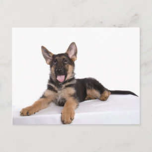 Carte Postale berger allemand chiot