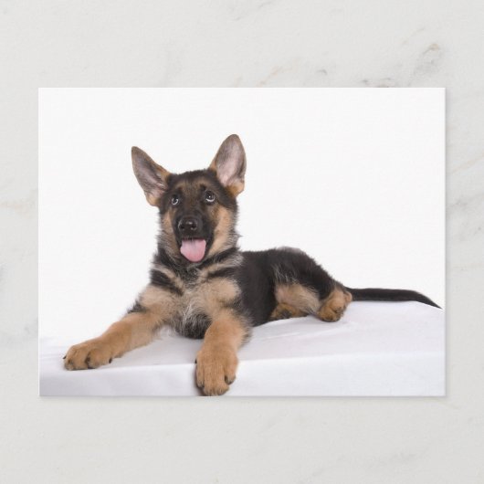 Carte Postale berger allemand chiot (Devant)
