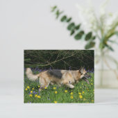 Carte Postale Berger allemand en fleurs jaunes (Debout devant)