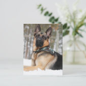 Carte Postale Berger Allemand En Neige (Debout devant)