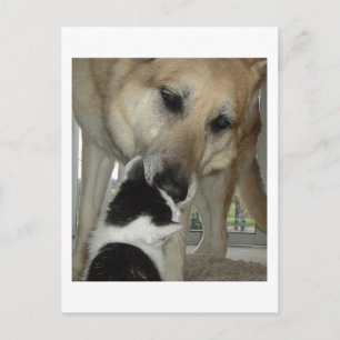Carte Postale Berger allemand et ami Kitty