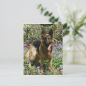 Carte Postale Berger Allemand Laissant tomber (Debout devant)