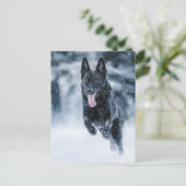 Carte Postale Berger allemand noir dans la couverture de duvet d (Debout devant)