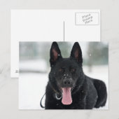 Carte Postale berger allemand noir dans la neige (Devant / Derrière)