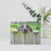 Carte Postale Berger allemand regardant la clôture (Debout devant)