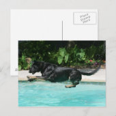 Carte Postale berger allemand sauter dans l'eau (Devant / Derrière)