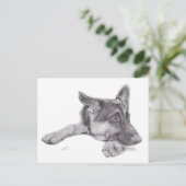 Carte postale berger allemande (Debout devant)