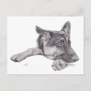 Carte postale berger allemande