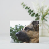 Carte postale berger allemande (Debout devant)