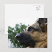 Carte postale berger allemande (Devant / Derrière)