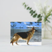 Carte postale berger allemande (Debout devant)