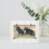 Carte postale berger allemande (Debout devant)