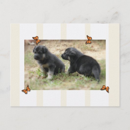 Carte postale berger allemande (Devant)
