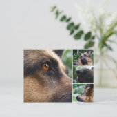 Carte postale berger allemande (Debout devant)