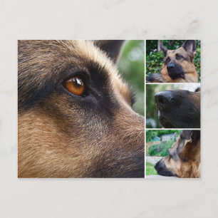 Carte postale berger allemande