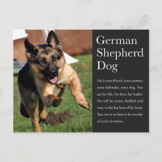 Carte postale berger allemande