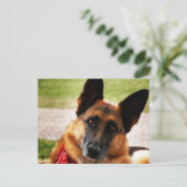 Carte postale berger allemande (Debout devant)