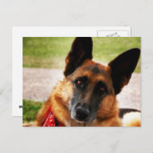 Carte postale berger allemande (Devant / Derrière)