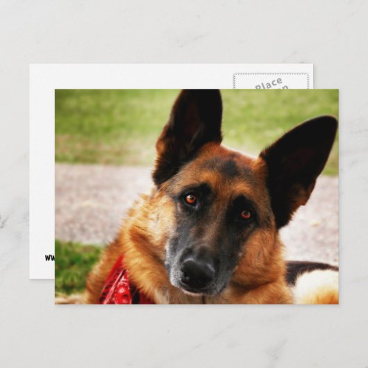 Carte postale berger allemande (Devant / Derrière)