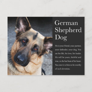 Carte postale berger allemande