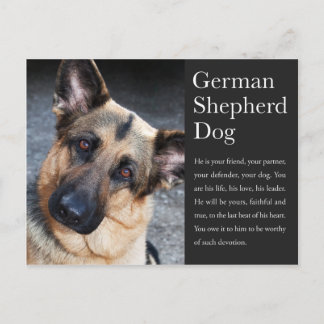 Carte postale berger allemande