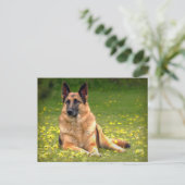 Carte postale berger allemande (Debout devant)