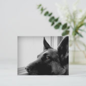 Carte postale berger allemande (Debout devant)