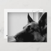 Carte postale berger allemande (Devant / Derrière)