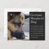 Carte postale berger allemande (Devant / Derrière)