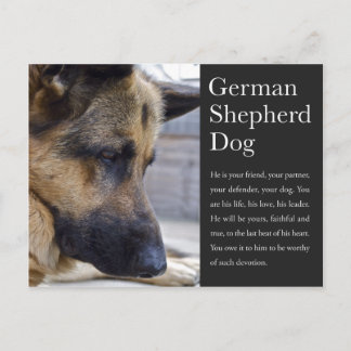 Carte postale berger allemande