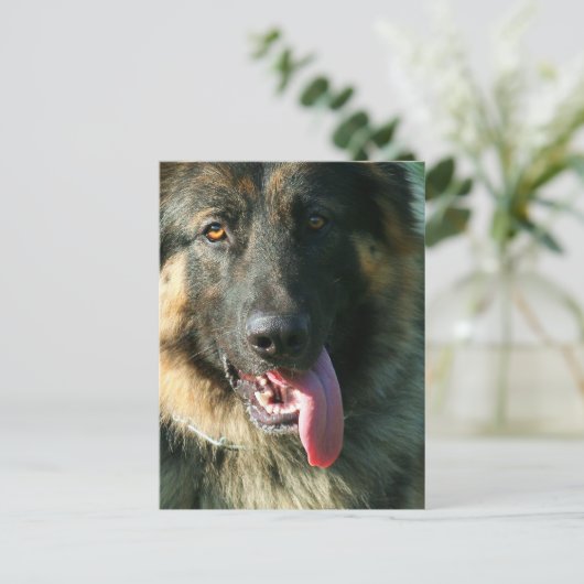 Carte postale berger allemande (Debout devant)