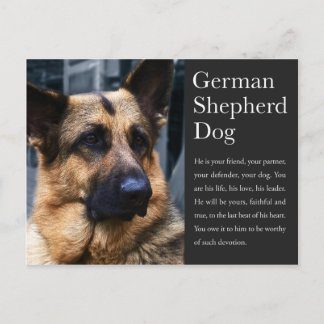 Carte postale berger allemande
