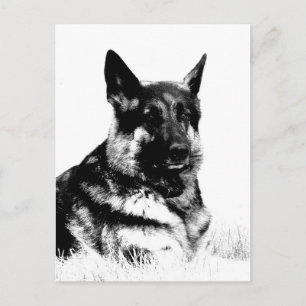 Carte postale berger allemande