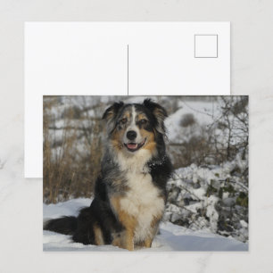 Carte Postale Berger Américain Miniature Assis Dans La Neige