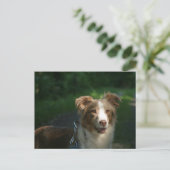 Carte Postale Berger américain miniature Red Merle (Debout devant)