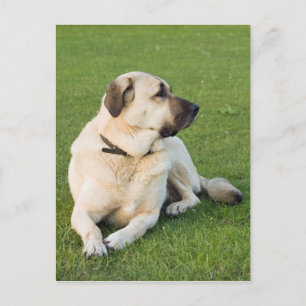 Carte Postale Berger anatolien se relaxant dans l'herbe