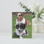 Carte Postale berger australien (Debout devant)