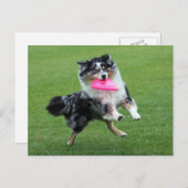 Carte Postale berger australien à frisbee (Devant / Derrière)