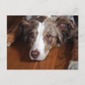 Carte Postale berger australien merle rouge pondre plat (Devant)