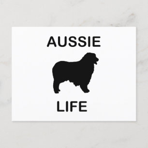 Carte Postale berger australien vie aussie