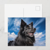 Carte Postale Berger belge Groenendael (Devant / Derrière)