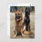 Carte Postale Berger belge malinois et allemand (Devant / Derrière)