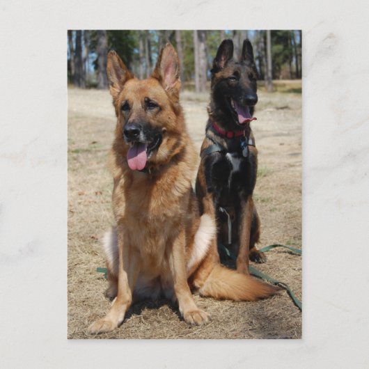 Carte Postale Berger belge malinois et allemand (Devant)