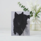 Carte Postale Berger belge noir dans la neige (Debout devant)